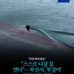 "스스로 나갈 길 연다"… 부산시, '부캉이' 차단 그물 철거 -