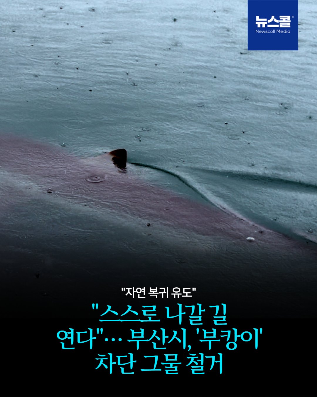 "스스로 나갈 길 연다"… 부산시, '부캉이' 차단 그물 철거 -